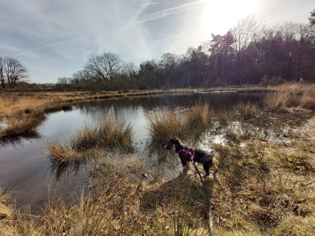 Ermelose heide Romeins Marskamp schapen
