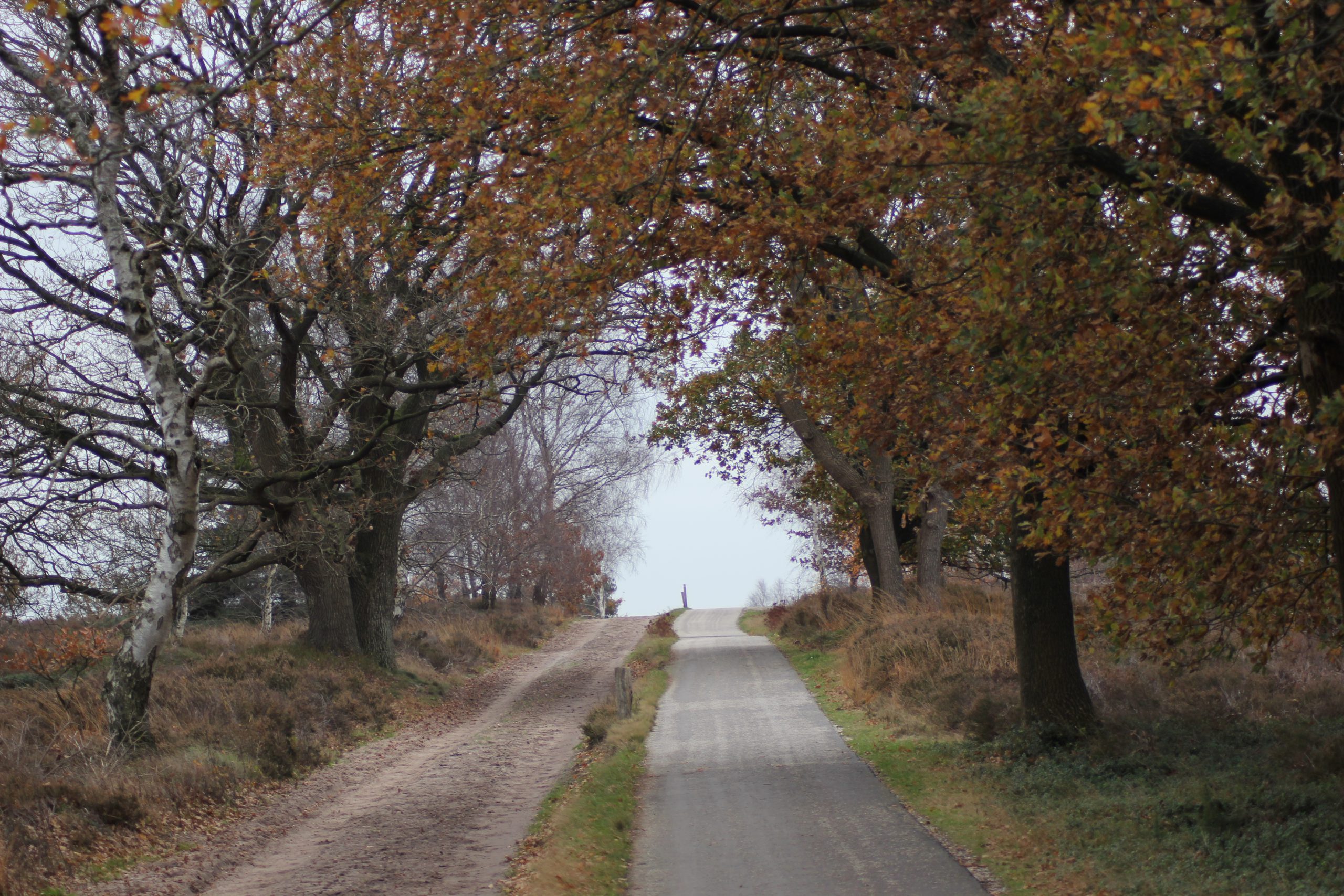 Diverse wandelingen zijn er te maken in Overijssel, waaronder de Sallandse Heuvelrug en de Holterberg