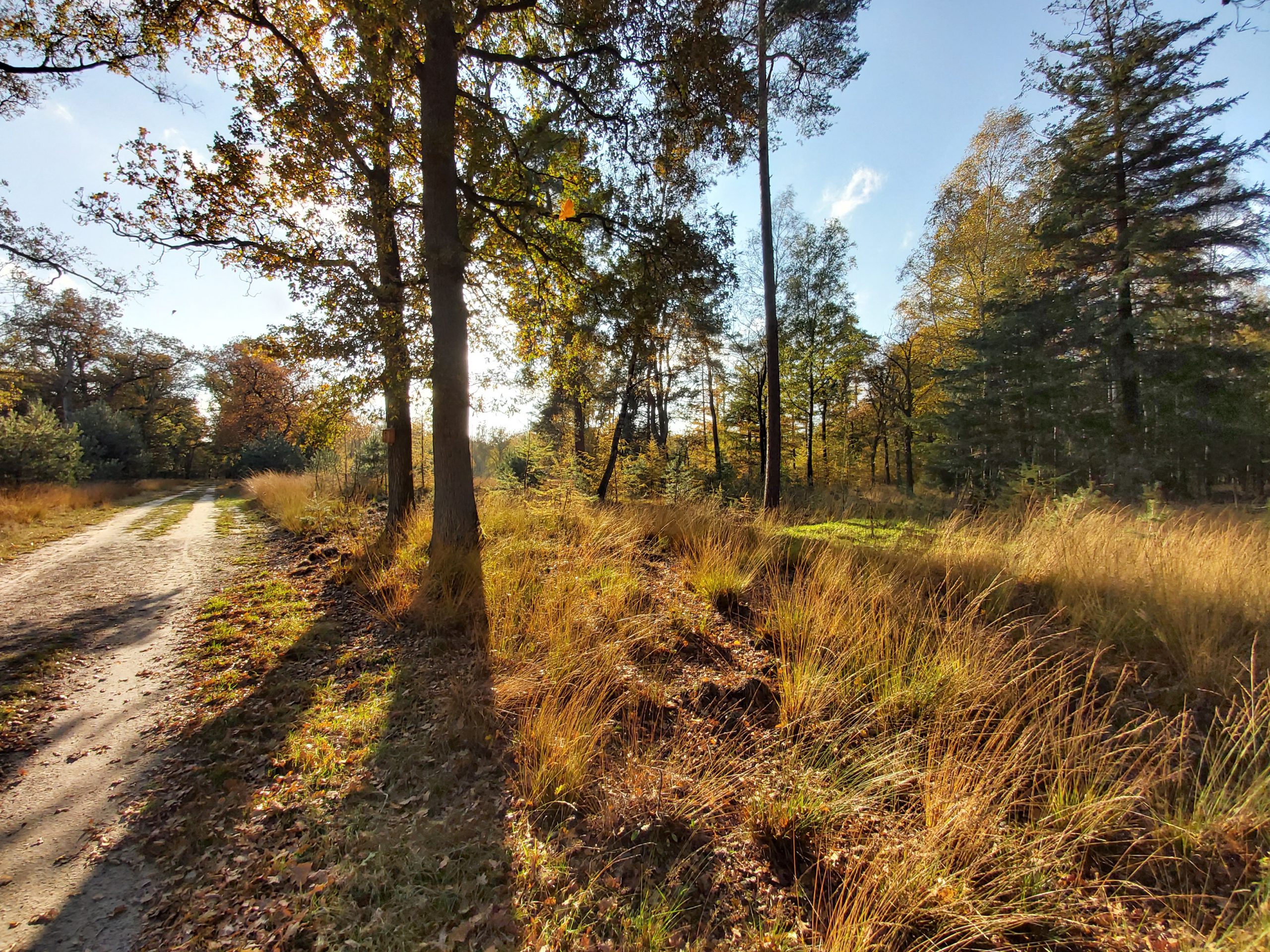 Deelense Veld Nationaal Park de Hoge Veluwe