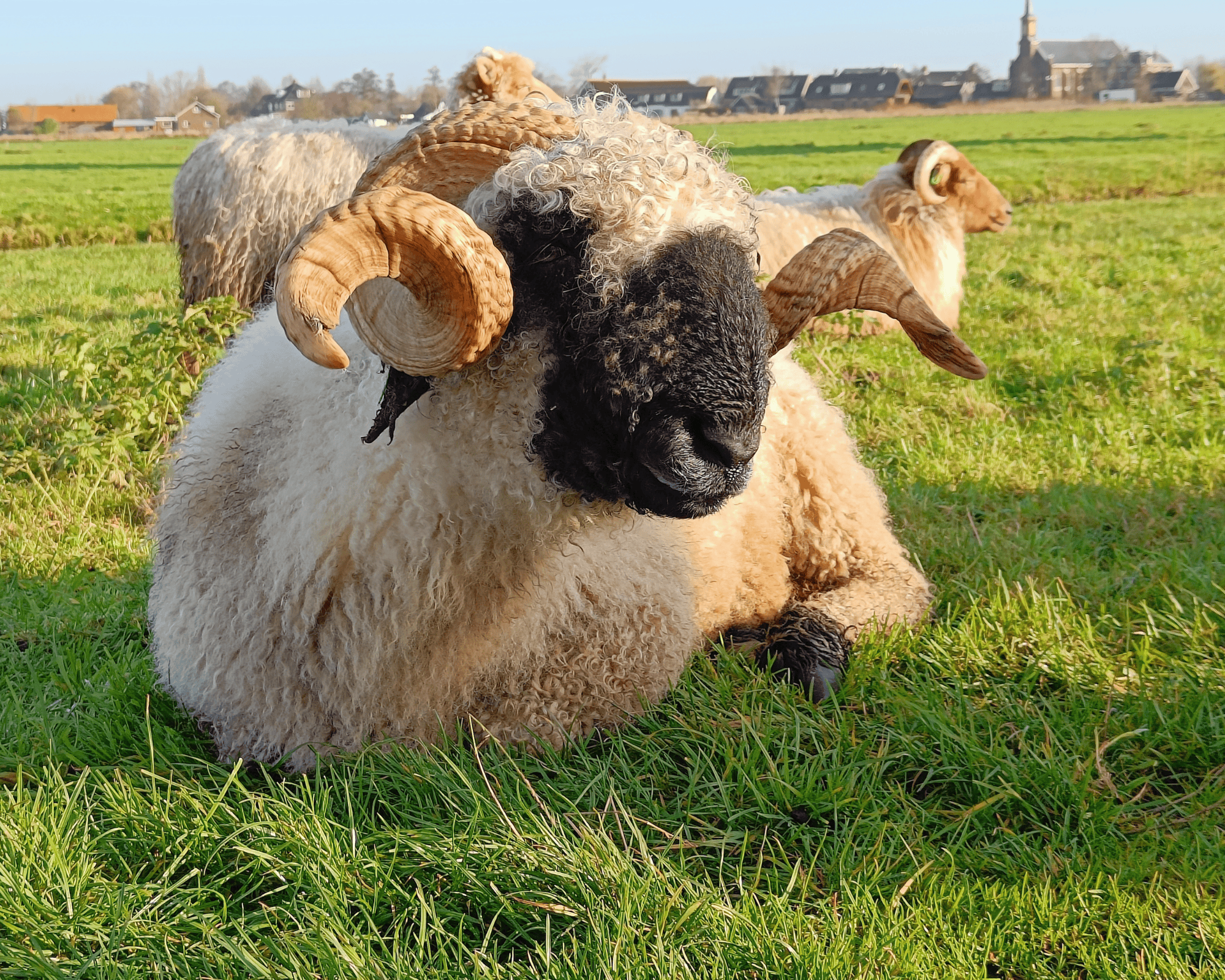 schapen het Meijepad